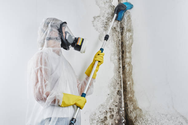 Best Post-Flood Mold Remediation in Morgantown, WV