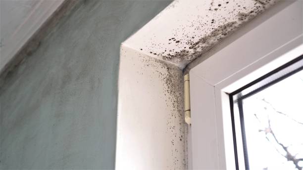 Morgantown, WV Mold Remediation Company