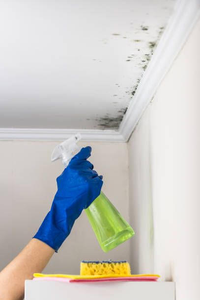 Best Commercial Mold Remediation in Morgantown, WV